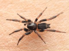 Eilica by (c) Ethan Yeoman, some rights reserved (CC BY), uploaded by Ethan Yeoman. Used under a CC-BY license.