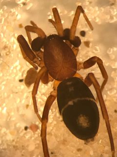 Micaria pulicaria by (c) Jared Shorma, some rights reserved (CC BY), uploaded by Jared Shorma. Used under a CC-BY license.