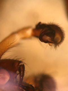 Orodrassus coloradensis by (c) Jared Shorma, some rights reserved (CC BY), uploaded by Jared Shorma. Used under a CC-BY license.