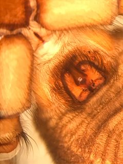 Orodrassus coloradensis by (c) Jared Shorma, some rights reserved (CC BY), uploaded by Jared Shorma. Used under a CC-BY license.