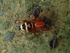 Sergiolus capulatus by (c) Annika Lindqvist, some rights reserved (CC BY), uploaded by Annika Lindqvist. Used under a CC-BY license.