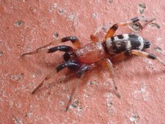 Sergiolus capulatus by (c) John Abrams, some rights reserved (CC BY), uploaded by John Abrams. Used under a CC-BY license.