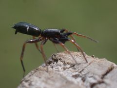 Sergiolus unimaculatus by (c) Cole Shoemaker, some rights reserved (CC BY), uploaded by Cole Shoemaker. Used under a CC-BY license.