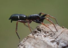 Sergiolus unimaculatus by (c) Cole Shoemaker, some rights reserved (CC BY), uploaded by Cole Shoemaker. Used under a CC-BY license.
