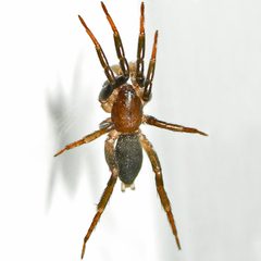 Sosticus by (c) Bill Keim, some rights reserved (CC BY). Used under a CC-BY license.