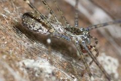 Hypochilus pococki by (c) Ken-ichi Ueda, some rights reserved (CC BY), uploaded by Ken-ichi Ueda. Used under a CC-BY license.
