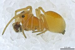 Ceraticelus artemisiae by (c) Toby, some rights reserved (CC BY), uploaded by Toby. Used under a CC-BY license.