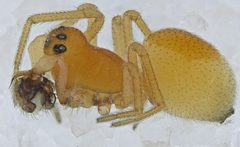 Ceraticelus artemisiae by (c) Toby, some rights reserved (CC BY), uploaded by Toby. Used under a CC-BY license.