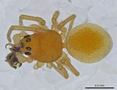 Ceraticelus artemisiae by (c) Toby, some rights reserved (CC BY), uploaded by Toby. Used under a CC-BY license.