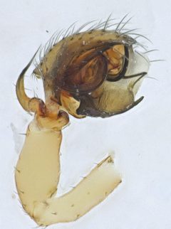 Ceraticelus artemisiae by (c) Toby, some rights reserved (CC BY), uploaded by Toby. Used under a CC-BY license.
