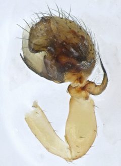 Ceraticelus artemisiae by (c) Toby, some rights reserved (CC BY), uploaded by Toby. Used under a CC-BY license.