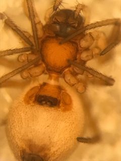 Ceraticelus crassiceps by (c) Jared Shorma, some rights reserved (CC BY), uploaded by Jared Shorma. Used under a CC-BY license.