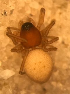 Ceraticelus crassiceps by (c) Jared Shorma, some rights reserved (CC BY), uploaded by Jared Shorma. Used under a CC-BY license.