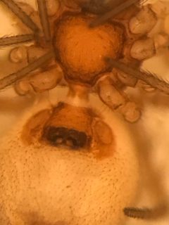 Ceraticelus crassiceps by (c) Jared Shorma, some rights reserved (CC BY), uploaded by Jared Shorma. Used under a CC-BY license.