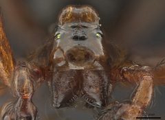 Erigoninae by (c) Toby, some rights reserved (CC BY), uploaded by Toby. Used under a CC-BY license.