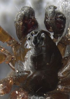 Erigoninae by (c) Toby, some rights reserved (CC BY), uploaded by Toby. Used under a CC-BY license.