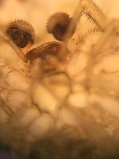 Grammonota gentilis by (c) Jared Shorma, some rights reserved (CC BY), uploaded by Jared Shorma. Used under a CC-BY license.