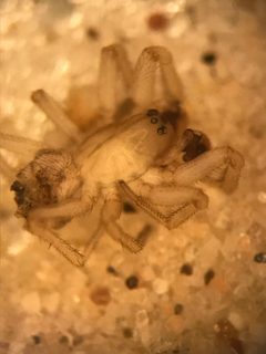 Grammonota gentilis by (c) Jared Shorma, some rights reserved (CC BY), uploaded by Jared Shorma. Used under a CC-BY license.