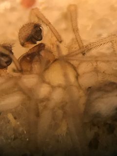 Grammonota gentilis by (c) Jared Shorma, some rights reserved (CC BY), uploaded by Jared Shorma. Used under a CC-BY license.