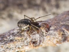 Microlinyphia pusilla by (c) Atalay Karakuş, some rights reserved (CC BY), uploaded by Atalay Karakuş. Used under a CC-BY license.