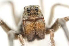 Geolycosa gosoga by (c) Evrytte Carlson, some rights reserved (CC BY), uploaded by Evrytte Carlson. Used under a CC-BY license.
