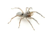 Geolycosa gosoga by (c) Evrytte Carlson, some rights reserved (CC BY), uploaded by Evrytte Carlson. Used under a CC-BY license.