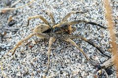 Geolycosa missouriensis by (c) Doug Macaulay, some rights reserved (CC BY), uploaded by Doug Macaulay. Used under a CC-BY license.