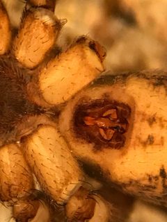 Pardosa concinna by (c) Jared Shorma, some rights reserved (CC BY), uploaded by Jared Shorma. Used under a CC-BY license.