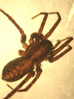 Pardosa concinna by (c) Jared Shorma, some rights reserved (CC BY), uploaded by Jared Shorma. Used under a CC-BY license.