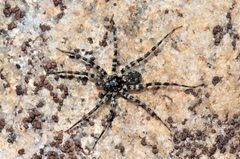 Pardosa lapidicina by (c) Tom Kennedy, some rights reserved (CC BY), uploaded by Tom Kennedy. Used under a CC-BY license.