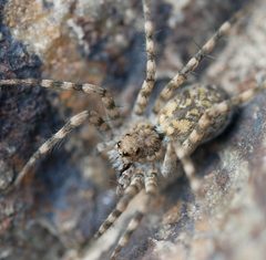 Pardosa lapidicina by (c) Toby, some rights reserved (CC BY), uploaded by Toby. Used under a CC-BY license.
