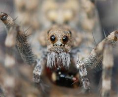 Pardosa lapidicina by (c) Toby, some rights reserved (CC BY), uploaded by Toby. Used under a CC-BY license.