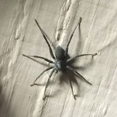 Pardosa lapidicina by (c) Dan MacNeal, some rights reserved (CC BY), uploaded by Dan MacNeal. Used under a CC-BY license.
