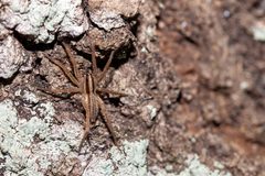 Rabidosa carrana by (c) Richard Stovall, some rights reserved (CC BY), uploaded by Richard Stovall. Used under a CC-BY license.