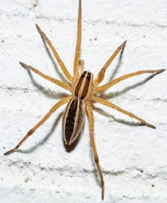 Rabidosa by no rights reserved, uploaded by Mirko Schoenitz. Used under a CC0 license.