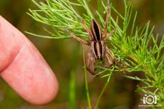 Rabidosa punctulata by no rights reserved, uploaded by Lyn Roueche. Used under a CC0 license.