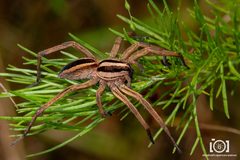 Rabidosa punctulata by no rights reserved, uploaded by Lyn Roueche. Used under a CC0 license.