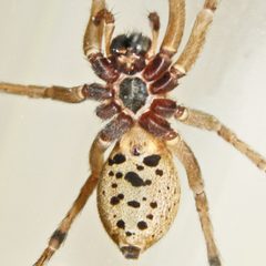 Rabidosa punctulata by (c) Bill Keim, some rights reserved (CC BY). Used under a CC-BY license.