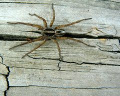 Schizocosa avida by (c) Benny Mazur, some rights reserved (CC BY). Used under a CC-BY license.