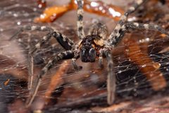 Sosippus placidus by no rights reserved, uploaded by Lyn Roueche. Used under a CC0 license.