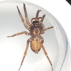 Tigrosa annexa by (c) Russell Pfau, some rights reserved (CC BY), uploaded by Russell Pfau. Used under a CC-BY license.