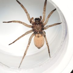 Tigrosa annexa by (c) Russell Pfau, some rights reserved (CC BY), uploaded by Russell Pfau. Used under a CC-BY license.