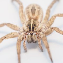 Tigrosa annexa by (c) Russell Pfau, some rights reserved (CC BY), uploaded by Russell Pfau. Used under a CC-BY license.