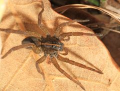 Tigrosa helluo by (c) Judy Gallagher, some rights reserved (CC BY). Used under a CC-BY license.