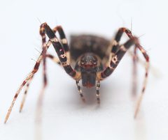 Mimetidae by (c) Tom, some rights reserved (CC BY), uploaded by Tom. Used under a CC-BY license.