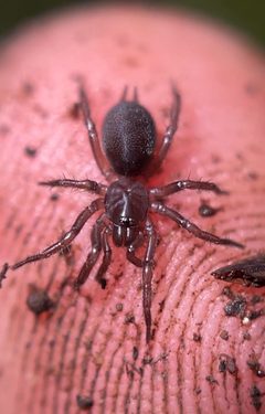 Hexura picea by (c) rpadilla_, some rights reserved (CC BY). Used under a CC-BY license.
