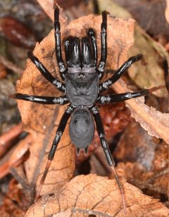 Sphodros atlanticus by (c) skitterbug, some rights reserved (CC BY), uploaded by skitterbug. Used under a CC-BY license.