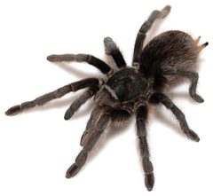 Aphonopelma marxi by (c) Chris A. Hamilton, Brent E. Hendrixson, Jason E. Bond, some rights reserved (CC BY). Used under a CC-BY license.