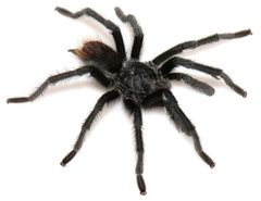 Aphonopelma marxi by (c) Chris A. Hamilton, Brent E. Hendrixson, Jason E. Bond, some rights reserved (CC BY). Used under a CC-BY license.