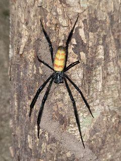 Trichonephila by (c) Roland Godon, some rights reserved (CC BY), uploaded by Roland Godon. Used under a CC-BY license.